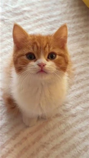 The Mysterious Growth of My Orange Kitten