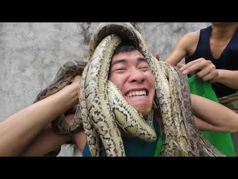 Brave Hunter Uses Detection Device to Track Down Giant White Python Nest and Rescue Young Girl