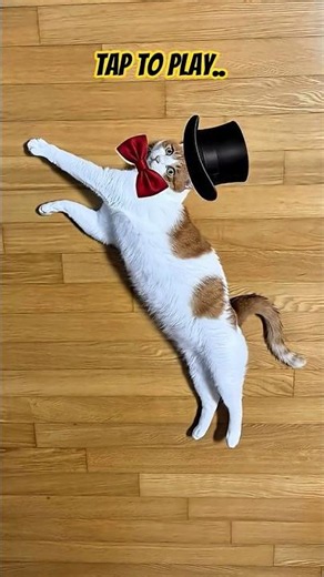 PART 15 The Pausing Game, How many 'Perfect' shots of Timmy did you get? #catpuzzle