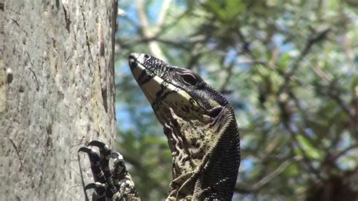 Why your chicken eggs aren't safe: Goannas & pythons in my coop!