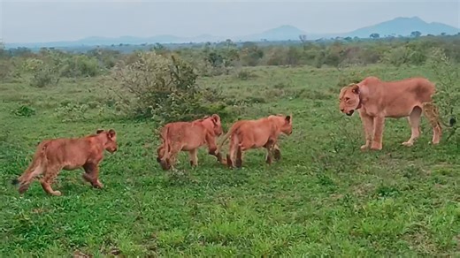 Lion Cubs Have Adorable Reunion with Mom and Dad When Mom came back from a hunt, these cubs were very excited to see her again, and after getting some cuddles from her, they eagerly followed her to meet Dad as well. | Cute Tings