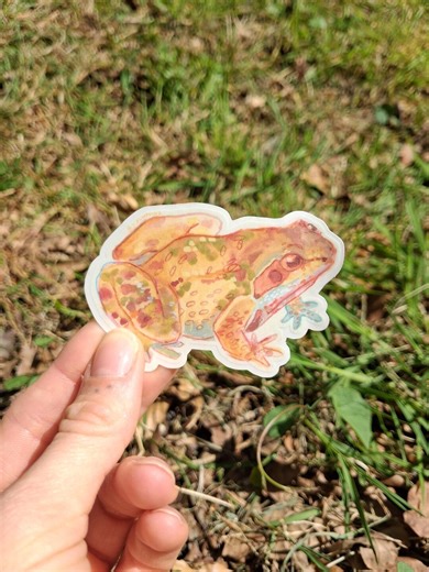 Common Toad Watercolor Sticker - Etsy