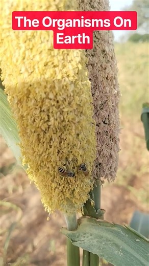 How Do Honey Bees Make Honey? 🐝 Nature's Amazing Process! #Shorts #ytshorts #yt #explore #viral