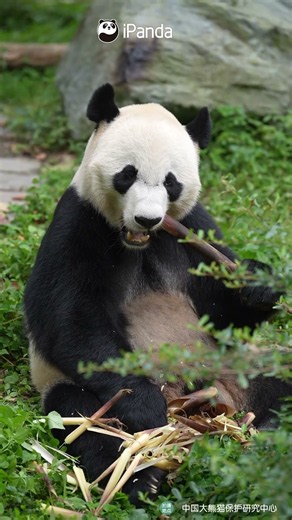 Turn Up Volume For Panda Crunching ASMR | iPanda #shorts