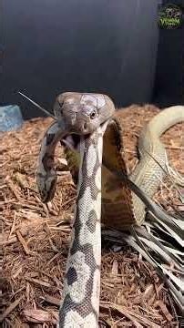 King Cobra: The Snake That Hunts Other Snakes | Deadly Predator Explained #kingkobra #snake #venom
