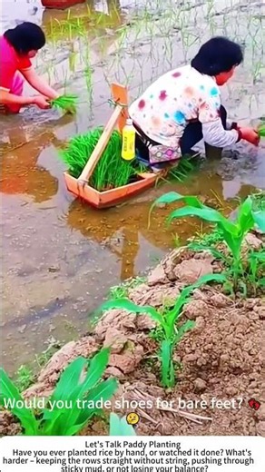 Transplanting Rice Seedlings – Mud, Water, and Rhythm 🌾👨‍🌾