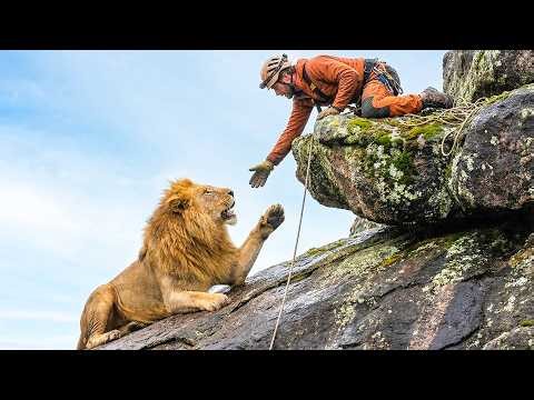 An Old Lion Slips While Jumping Between Two Cliffs, Falls and Gets Trapped | Animal Rescue Story