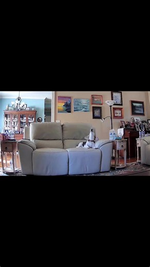 Retired Hunting Beagle Howls When She Thinks She's Alone