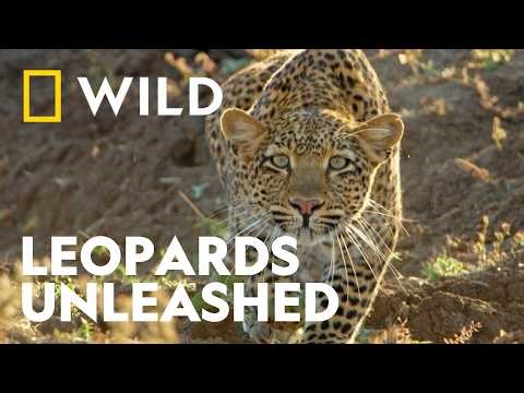 Inside the Secret World of Leopards | Shady Cat | National Geographic WILD UK