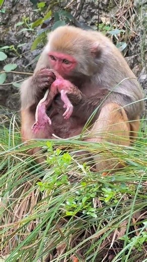 New born baby monkey 🐒😍