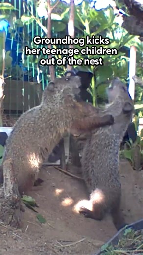 Groundhog moms know exactly how to handle teenagers 😂 We catch up with the gardener behind one of our favorite wildlife stories. Years ago, Jeff set up a motion-activated camera to figure out who was eating his vegetables — and met Chunk, a groundhog who stared straight into the lens while snacking 🥕 Since then, Chunk has brought a girlfriend, raised babies, and turned the garden into a home for an entire wildlife community. Over seven years, Jeff has adapted his space to coexist with them, an