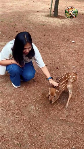 This deer's reaction to human touch will melt your heart #animals #wildlife #japantravel #naradeer