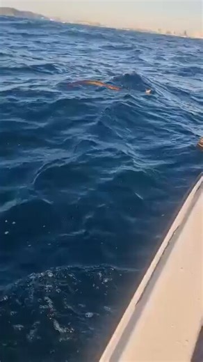 “THE STORY BEHIND THE PYTHON RESCUE IN THE OCEAN!Many of you would have seen the video of the brave fisherman who rescued a python out of the ocean on the weekend, during a massive fishing competition.On Saturday, while competing in a fishing competition, Dwayne Boshoff and his dad came across something large floating in the water. To their disbelief, and everyone who saw the video, it was a Southern African Python!This was about 2.5km out at sea, in line with the Durban beachfront (by the harbo