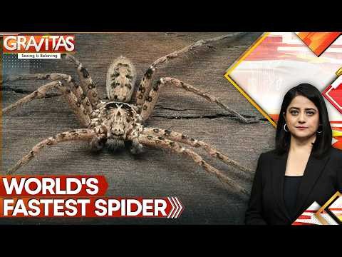 Australia's New Nightmare: World's Fastest Spider | Gravitas