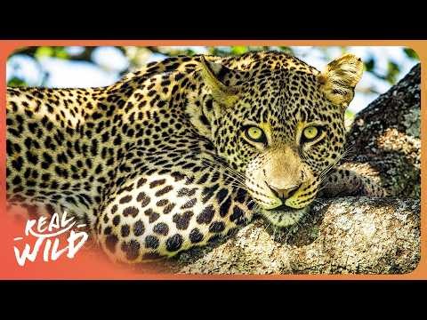 Snow Leopards: The Most Invisible Predator on Earth?