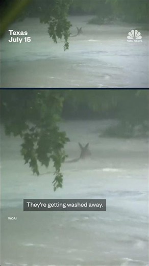 Deer swept away in floodwaters near San Antonio