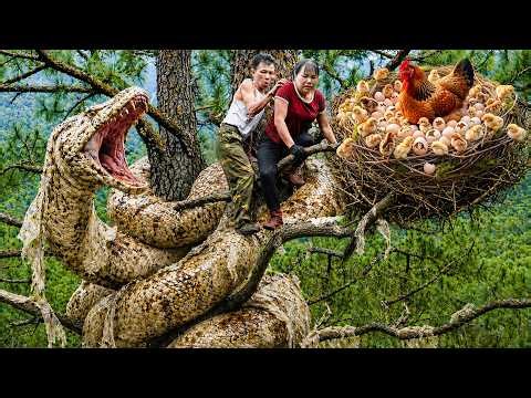 72 Hours NO ESCAPE 😱 Giant Python Attacks During Wild Chicken Trapping — Shocking Forest Survival!