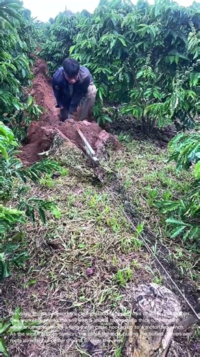 Clearing Farmland Roots: Workers Use a Winch and Cable to Pull Stumps from a Field
