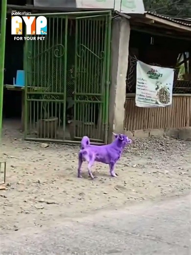 ‘BARNEY NA ASO’? | FYP