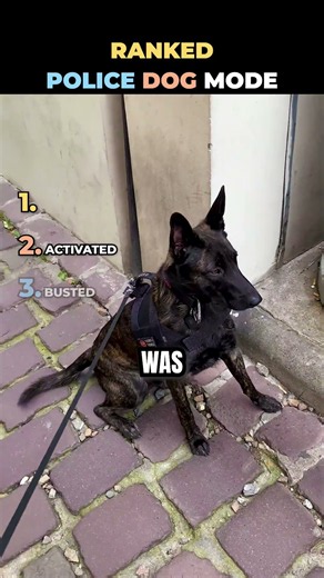 Police Dogs Are Never Off Duty 😂🚔