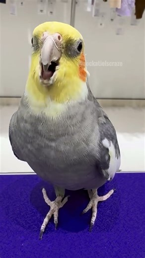 Charming serenade of adorable cockatiels singing their delightful cookie song. 💖🦜🎶 #cockatielscraze