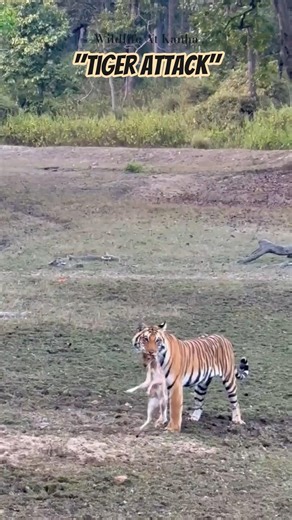 “Brutal Reality of Jungle | Tiger Attacks Deer Fawn” #kanhanationalpark #tiger #deerfawn #shorts