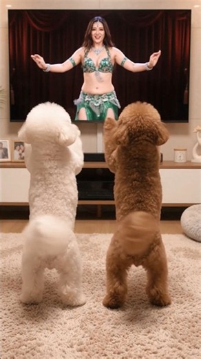 3 Girls, 3 Belly Dances… Bichons Copy Them PERFECTLY! 😂🐶
