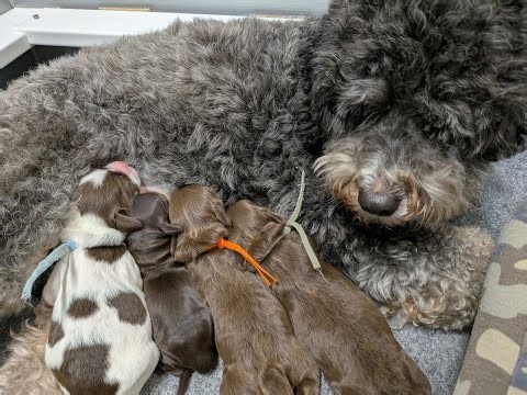 Labradoodle Blended Puppy Family | Sky & Tide Ep 01