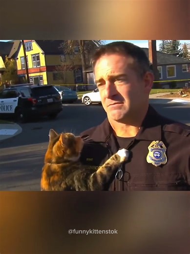 When Cats interrupt TV News 😭 #cat #catlover #pets #kitten #fyp | cat videos