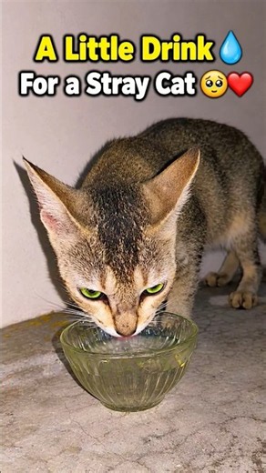 Stray Cat Drinking Water 💧❤️ | A Small Act of Kindness #Shorts