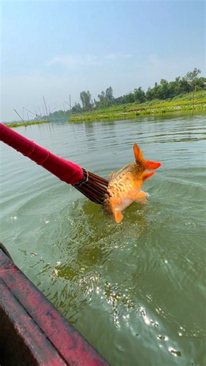 Amazing Big Fish Catch in Village River | #shorts #fishingvideo #fishing #fish #ytshorts #viralvideo
