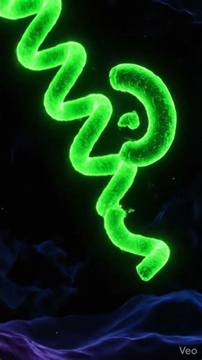 The Shapes of Life: 4 Bacteria