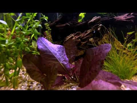 YouTube AquariumCareTips Nymphaea Tiger Lotus Zenkeri