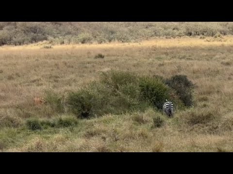 poor zebra attack by lioness behind back bringing it down video
