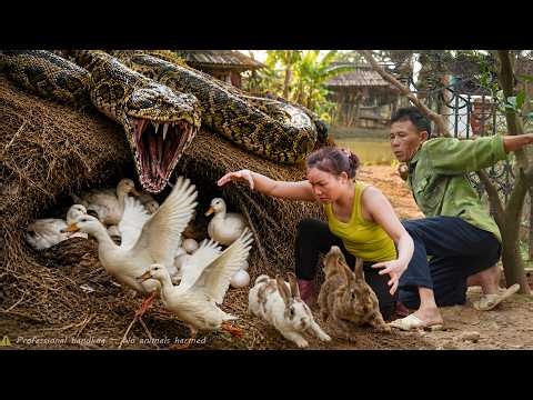 72 Hours of Survival: One Wrong Move Could Cost Everything – Giant Python Stalks Ducks