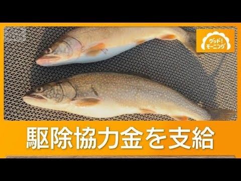 本栖湖名物ヒメマス守れ　外来魚レイクトラウト釣り大会　1匹1000円支給で豪華景品も【グッド！モーニング】(2026年10月14日)
