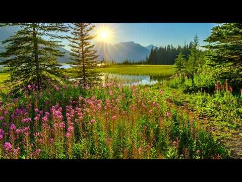 Awakening Spring, Nature's Bouquet, Beautiful Relaxing Music, Peaceful Music by Tim Janis