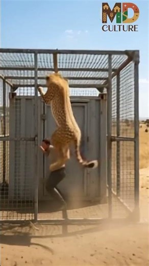Cheetah Attack vs Human in Cage 😱🔥 Ultimate Survival Escape