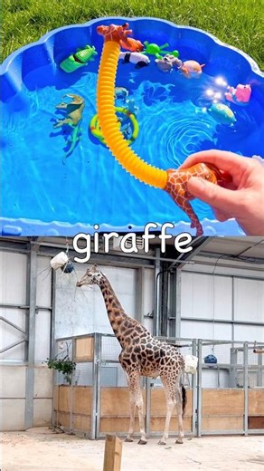 Animal Names | Kids Learn with Toys: Giraffe Leopard Frog Squirrel Dog