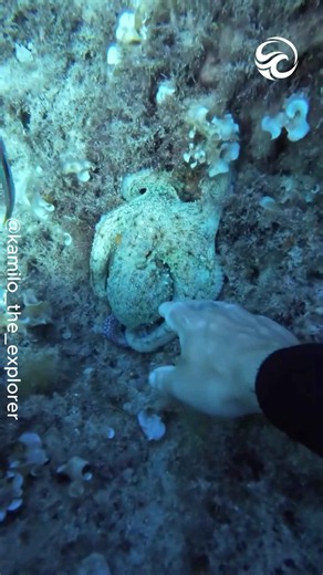 Diver offers a hand and gets a surprising response