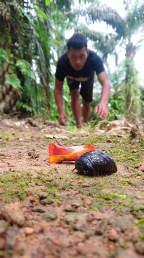 Candy surprise for a tiny pill millipede 🍭🐛 #millipedeworld #pillmillipede #shorts