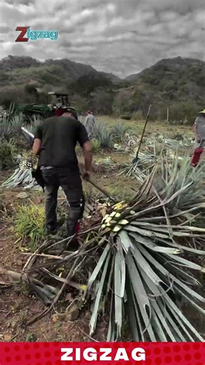Farmer Harvests Agave Plant Using Sharp Cutting Tool for Precise Extraction