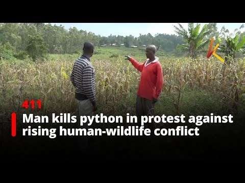 Man kills python in protest against rising human-wildlife conflict in Ugunja
