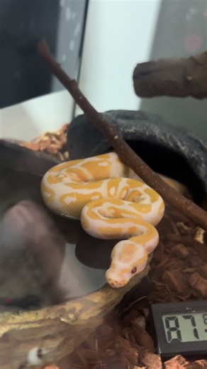 Watch Sarabi the Ball Python Eat a Bigger Rat!