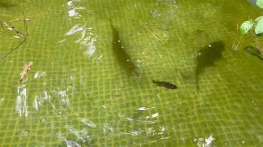 Watch what happens when they drop live fish into a predator filled pond