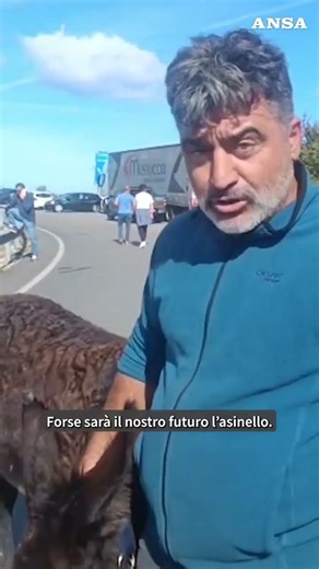 L’asinella “Susy” al sit-in contro il caro carburante nel Foggiano: “È il futuro dell’agricoltura”