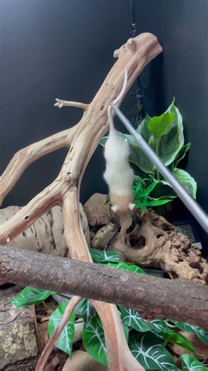 Feeding Talli my 2 year old tiger superdwarf reticulated python. #reachoutreptiles #retic #python