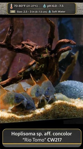 This Corydoras Is Different 🤯 CW217