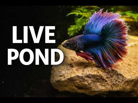 LIVE Indoor Fish Pond • Betta Community • Real Water Sounds • Betta Fish • Betta Community
