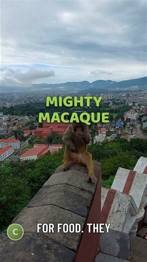 Bali Macaques Are Not Just Thieves, They're Negotiators!